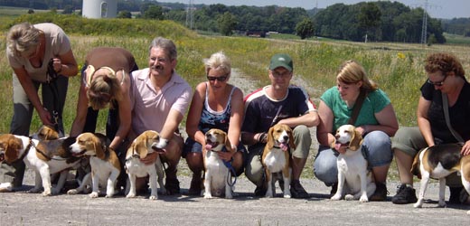 Beagle